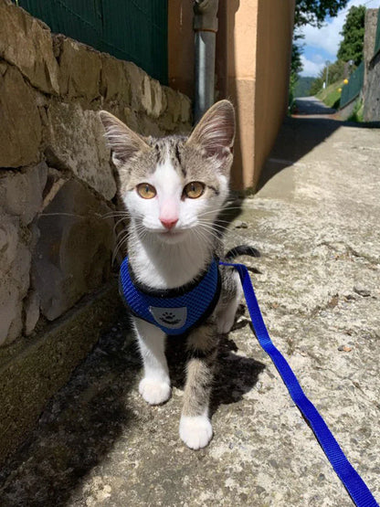 TrailPaw™ Reflective Mesh Harness + Leash (Fast U.S. Shipping)